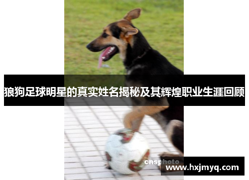 狼狗足球明星的真实姓名揭秘及其辉煌职业生涯回顾